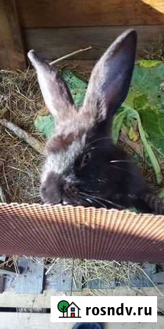 Кролик Иркутск - изображение 1