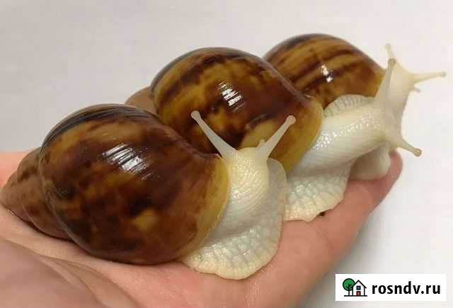 Улитки ахатины Челябинск - изображение 1