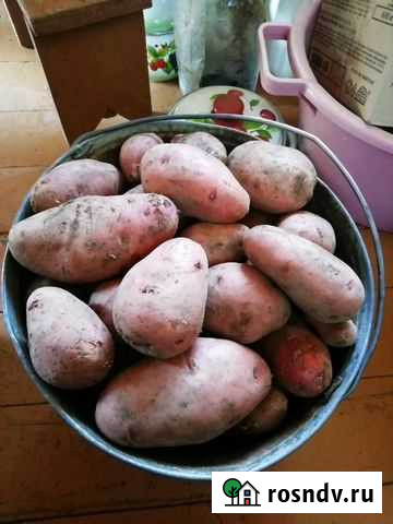 Картофель - мешок Чита - изображение 1