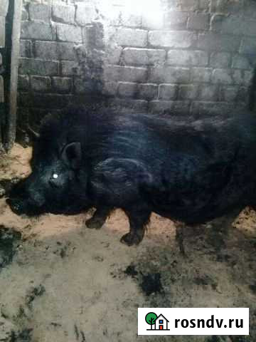 Вьетнамский вислобрюхий хряк Шебекино - изображение 1