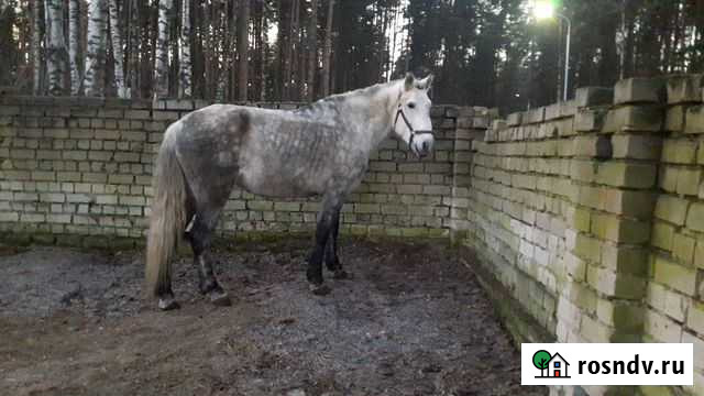 Конный клуб Кострома - изображение 1