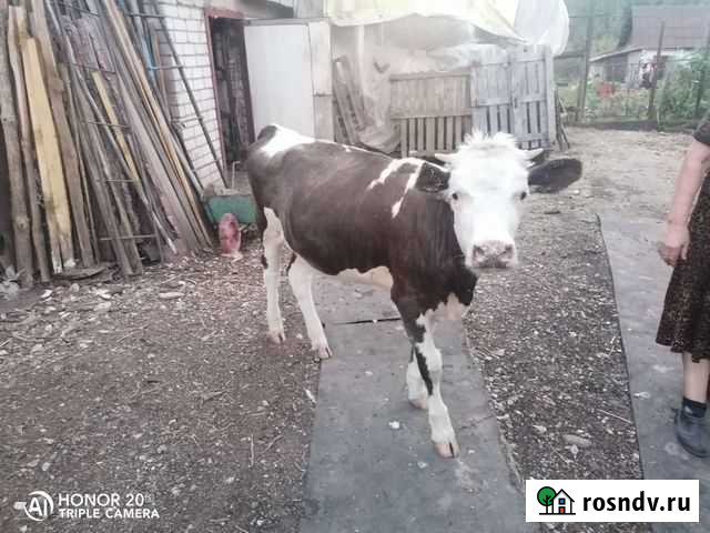 Бычки и телята Ишимбай - изображение 1