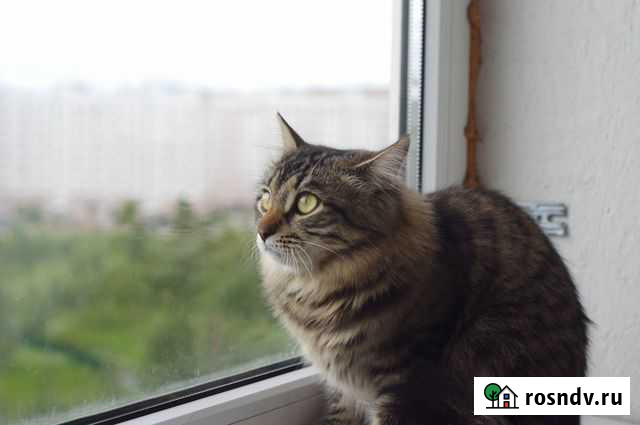 Вызов ветеринара на дом Тверь - изображение 1