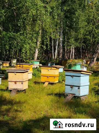 Продажа пчелосемьи Саянск - изображение 1