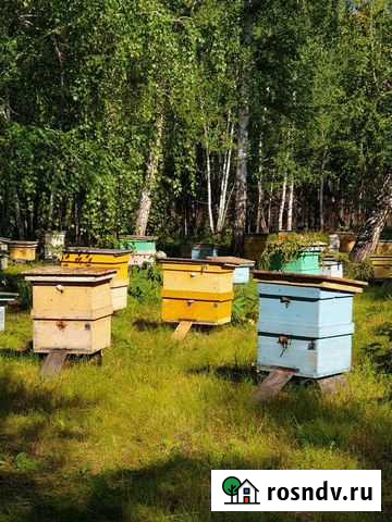 Продажа пчелосемьи Саянск - изображение 1