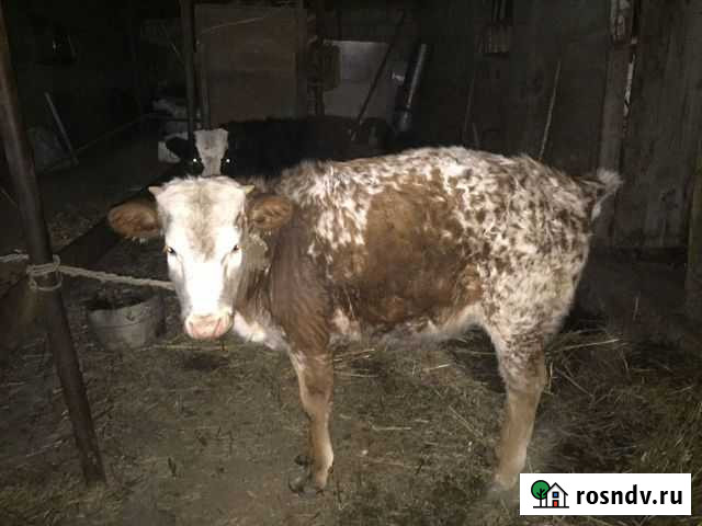 2 телки Гойты - изображение 1