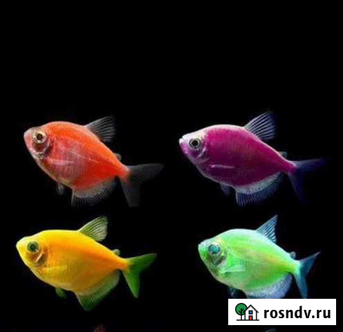 Аквариумные рыбки Щёлково - изображение 1
