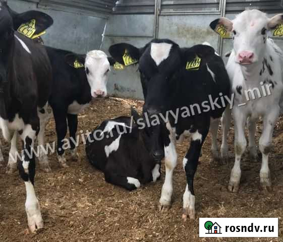 Бычки телята Ейск - изображение 1