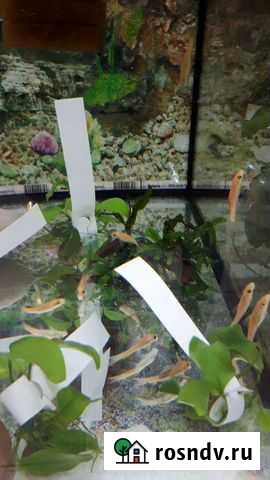 Рыба сом геринохейлус Новосибирск - изображение 1