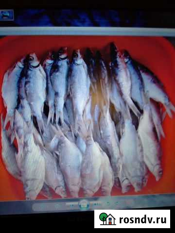 Тарань Каневская - изображение 1