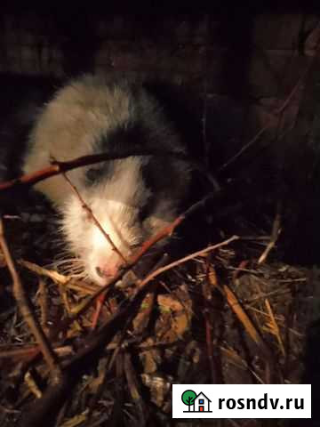 Нутрии живые Астрахань - изображение 1