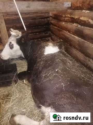 Коровы дойные молочные Чистогорский - изображение 1