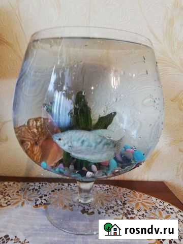 Бокал-аквариум Нововоронеж - изображение 1