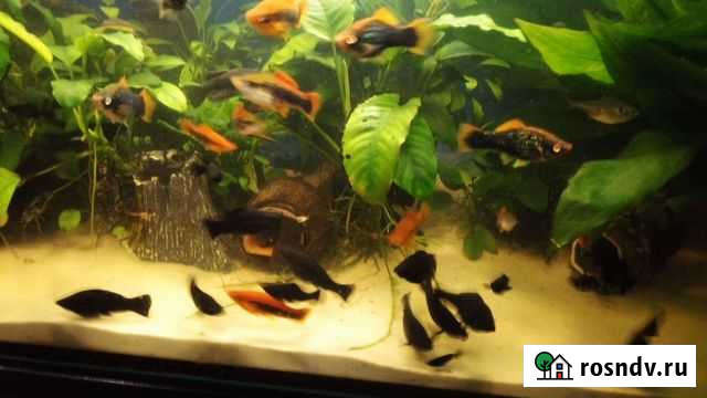 Малинезия вейлиферовая -чорная Ульяновск - изображение 1