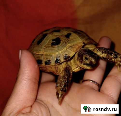 Черепаха Москва - изображение 1