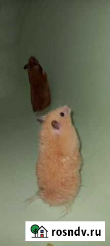 Сирийский хомяк с клеткой Сочи - изображение 1