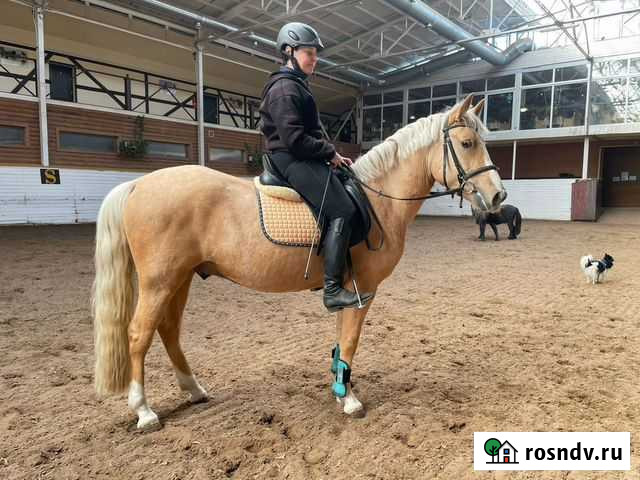 Любительские лошади и жеребята Одинцово - изображение 1