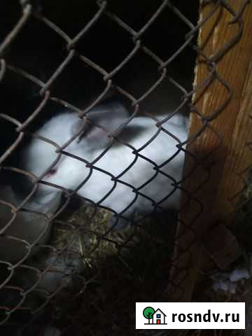 Кролики мясных пород Агрыз - изображение 1