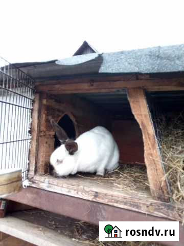Кролики калифорнийской породы Одинцово - изображение 1