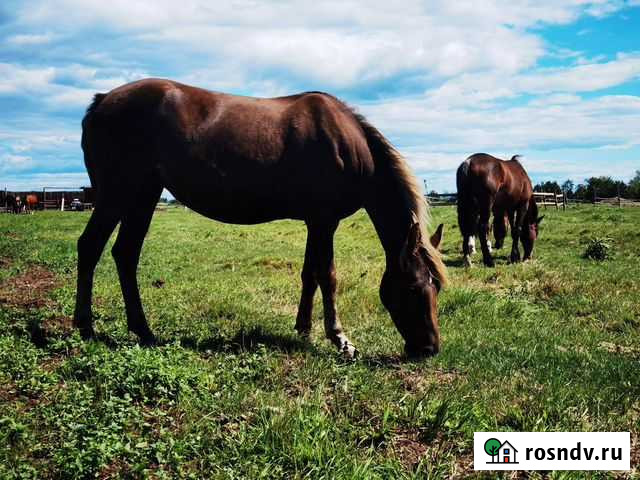 Продам коней Петропавловск-Камчатский - изображение 1