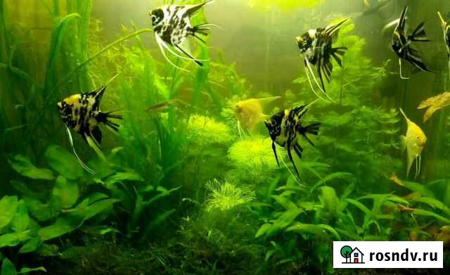 Аквариумные растения Клинцы - изображение 1