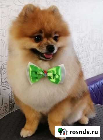 Стрижка кошек и собак (С-Пб, Бугры, Лен.область) Бугры - изображение 1