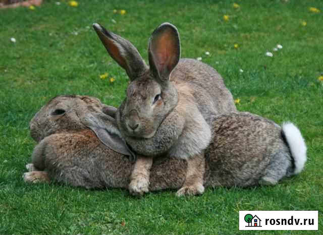 Крольчата подрощеные - 1 мес.и 4-5 месячные Барнаул - изображение 1