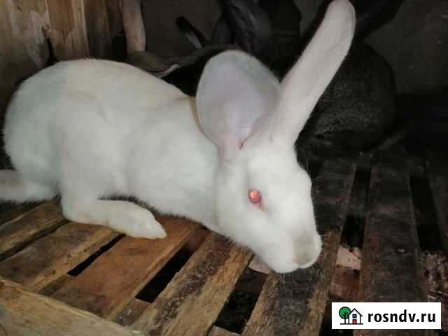 Кролики мясных пород Тихвин - изображение 1