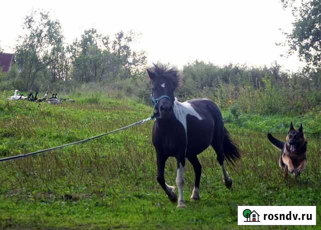 Продаются пони Переславль-Залесский - изображение 1