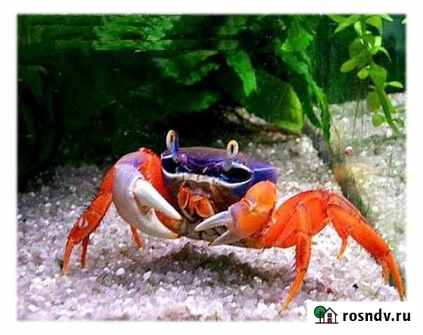 Краб радужный Липецк - изображение 1