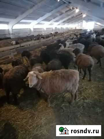 Курдючные бараны овцы эдильбаевские Дубна - изображение 1