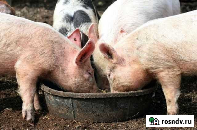 Корм свиньям (просроченные фрукты) Хабаровск - изображение 1