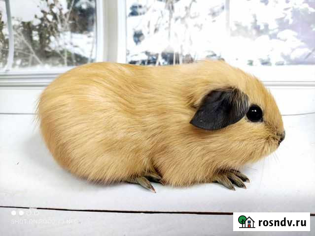 Морские свинки Калифорния и Панда(самцы) Москва - изображение 1