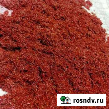 Мотыль насадочный 100г Воронеж - изображение 1