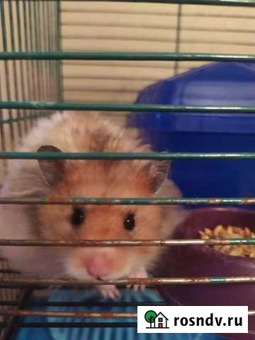 Присмотр за животными Калининград - изображение 1