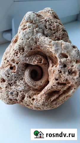 Камень Аммонит Вологда - изображение 1