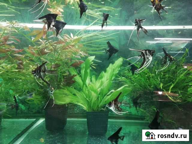 Растения, рыбки Краснодар - изображение 1