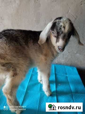 Козлята боровки вьетнамцы Кемерово - изображение 1