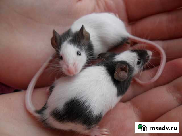 Японские мыши Краснодар - изображение 1