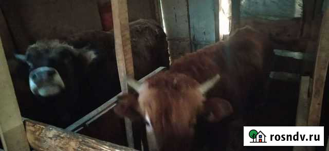 Коровы быки на мясо Грозный - изображение 1