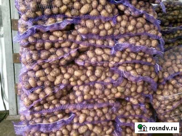 Картофель оптом Волосово - изображение 1