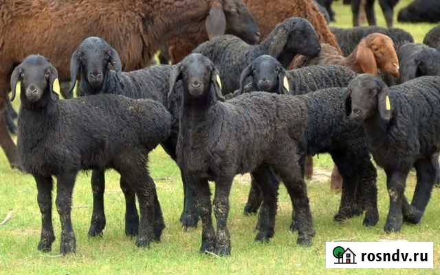 Бараны Хабаровск - изображение 1