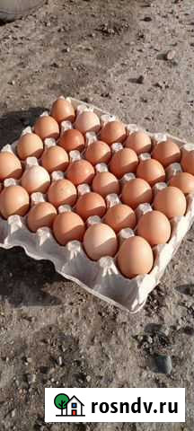 Куриные яйца Платнировская - изображение 1