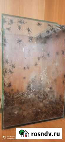 Паук птицеед Братск - изображение 1