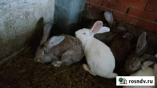 Кролики Казань - изображение 1