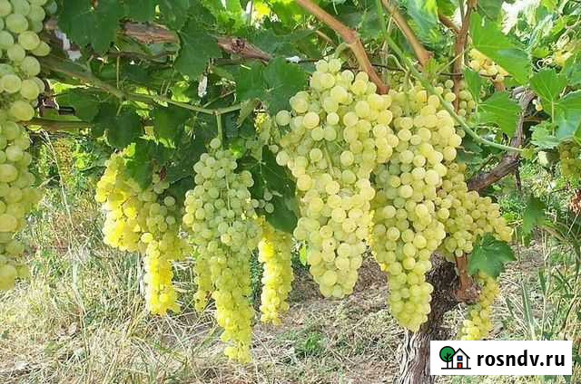 Виноград столовый и винный Усть-Кинельский - изображение 1