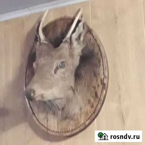 Чучело Кропоткин - изображение 1