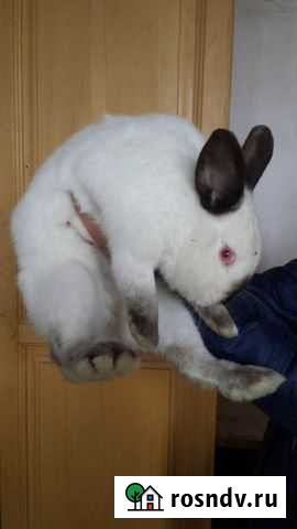 Продаю кроликов калифорнийцы Краснодар - изображение 1