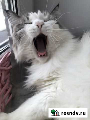 Передержка животных Санкт-Петербург - изображение 1