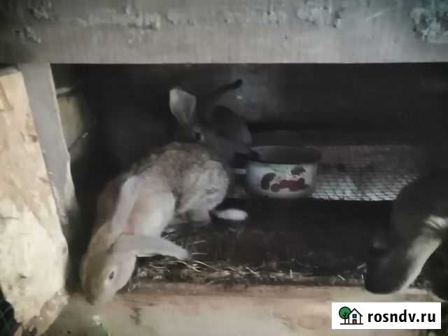 Кролик Чита - изображение 1